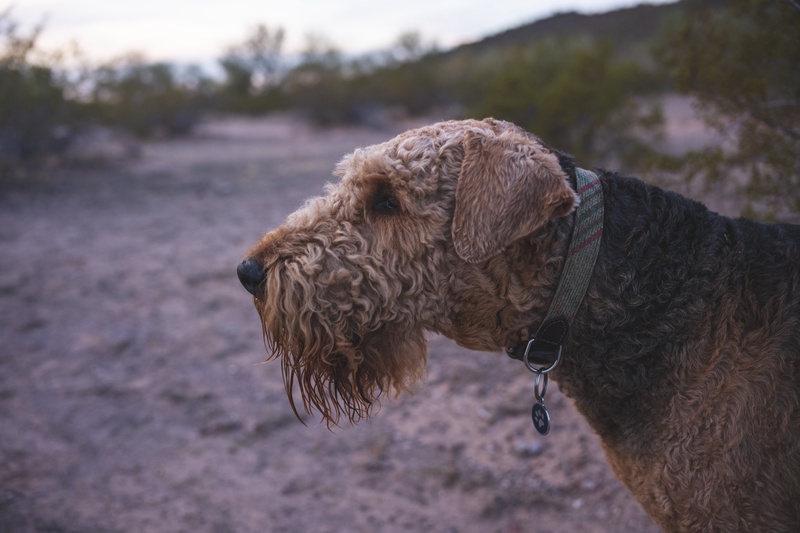 51149552916_55387425c8_o