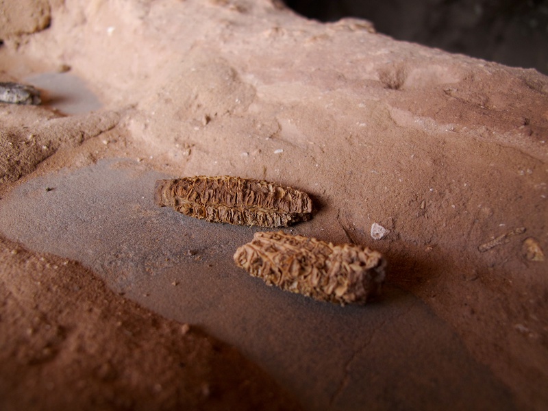 anasazi-corn_5551840960_o