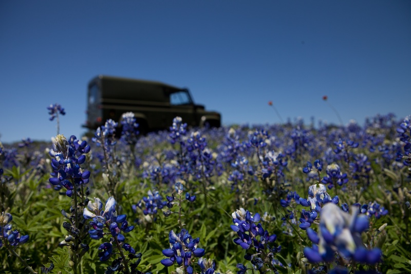 bluebonnets_8669253996_o
