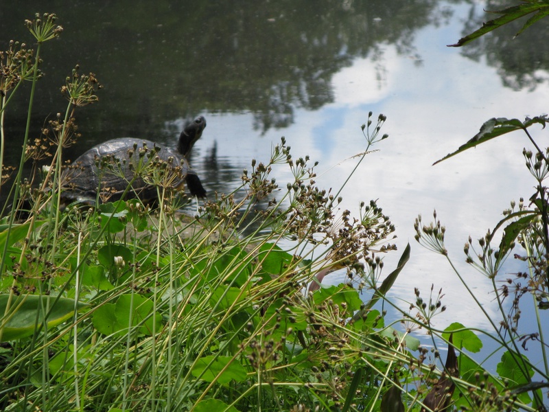 img_0198jpg_2533223344_o