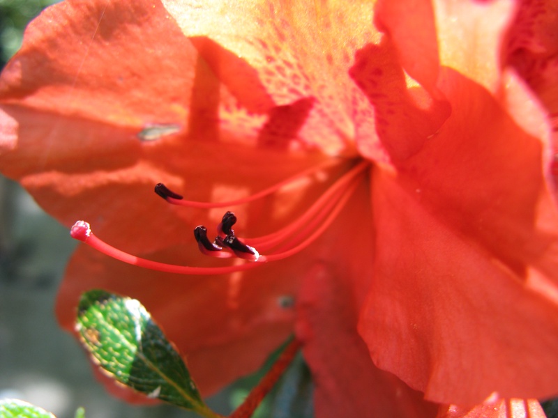 img_0208jpg_2533227534_o