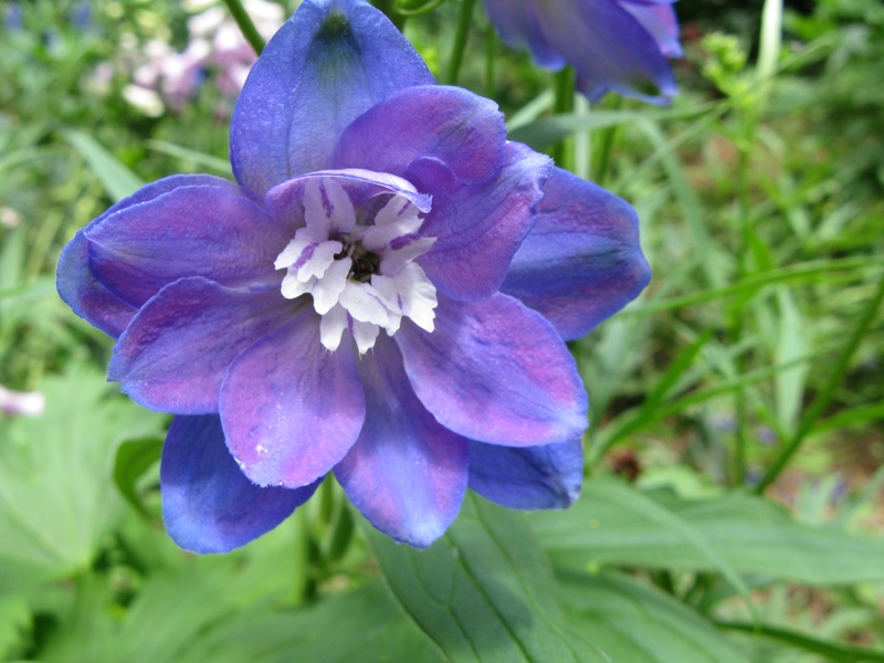 img_0229jpg_2533243476_o