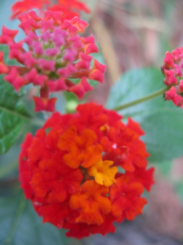 img_0232jpg_2532429545_o