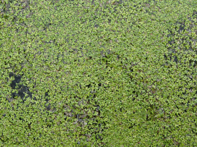 img_0234jpg_2532431293_o