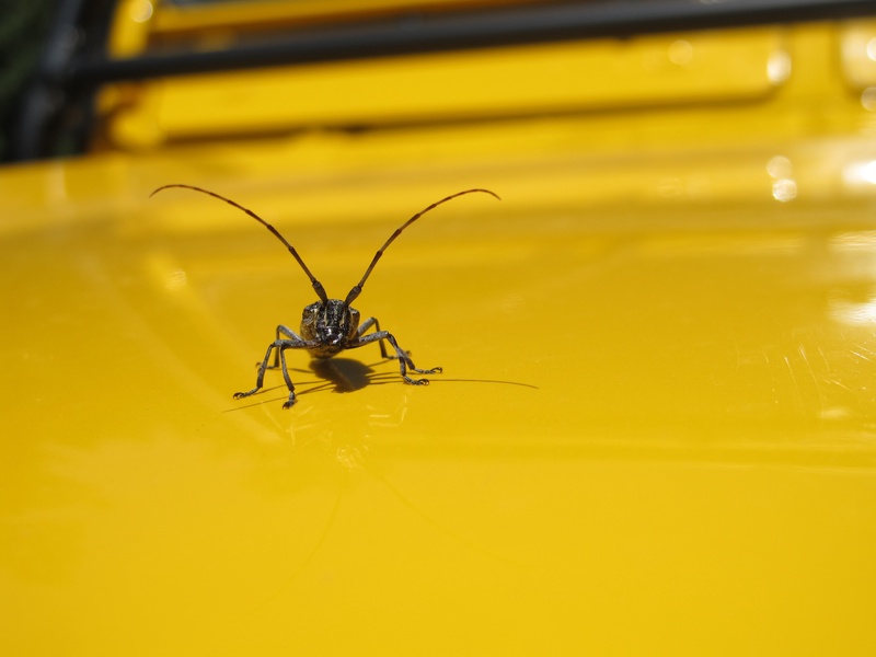 hitchhiker_5975118819_o