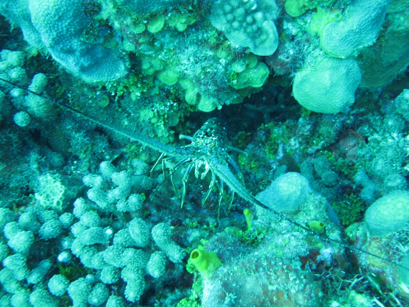 hello-lobster_4246332239_o