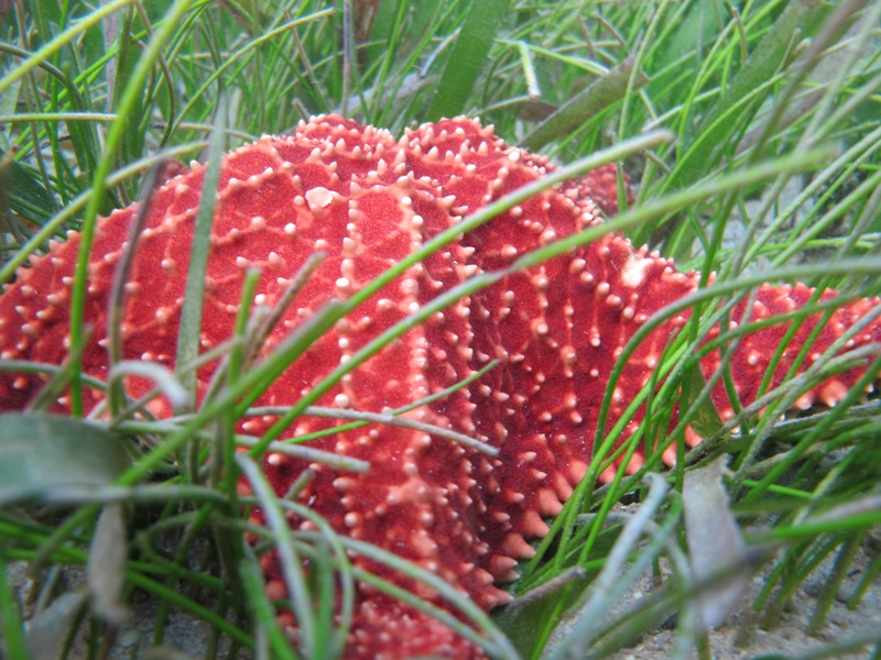 starfish_4247110252_o