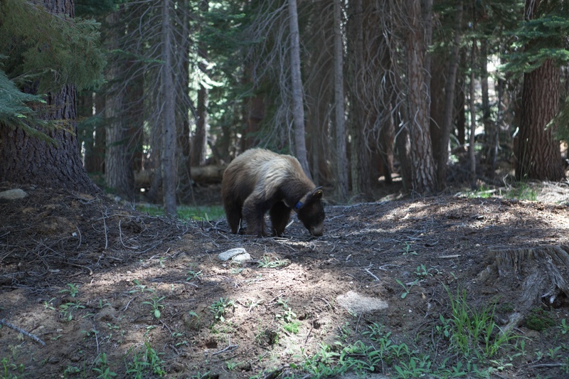 hungry-bear_4825573449_o