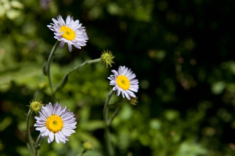 mcgurk-meadow-flowers_4826185846_o