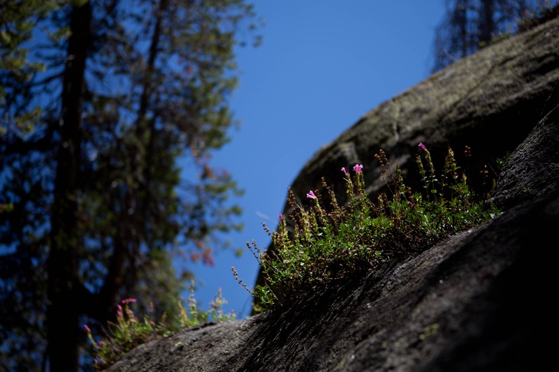 mcgurk-meadow_4825575583_o