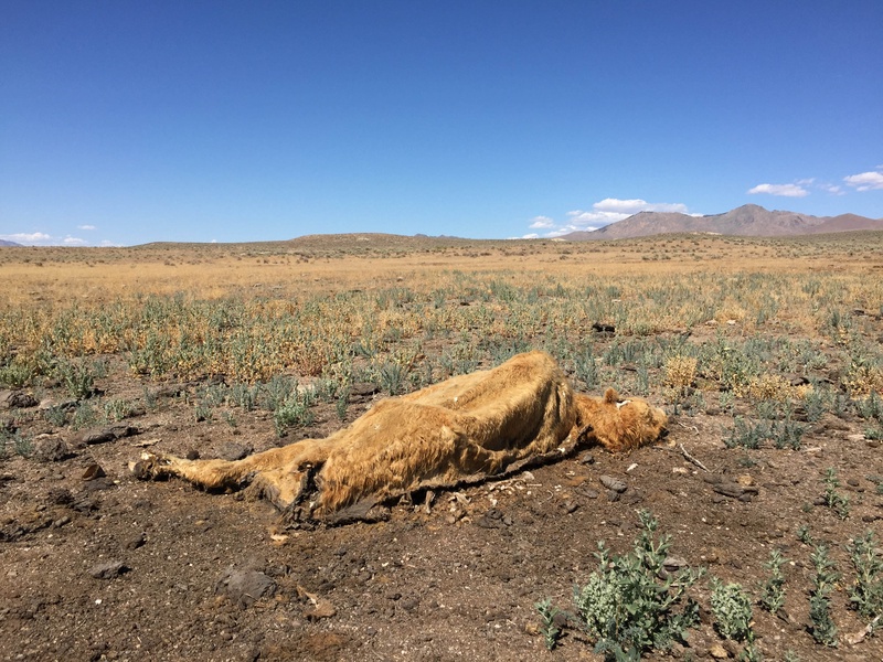 heifer_20252760001_o