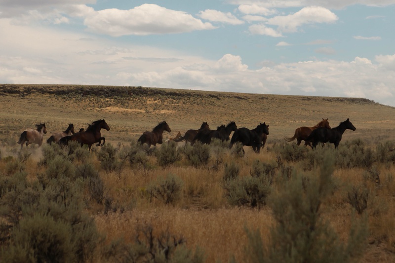 img_3391jpg_20220785576_o