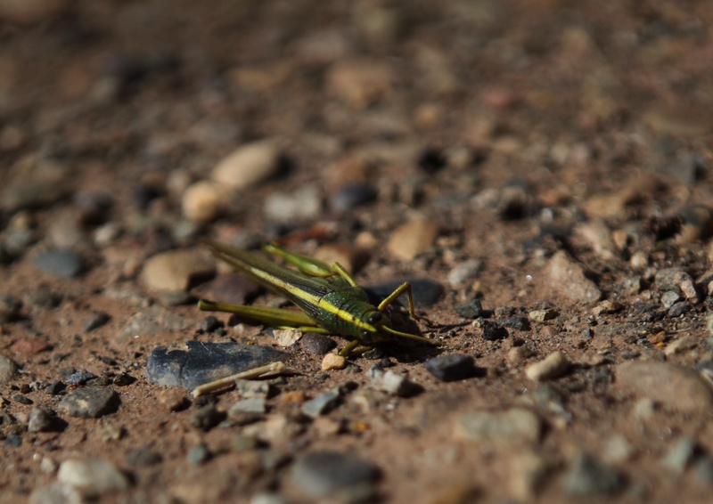 give-up_5114415139_o