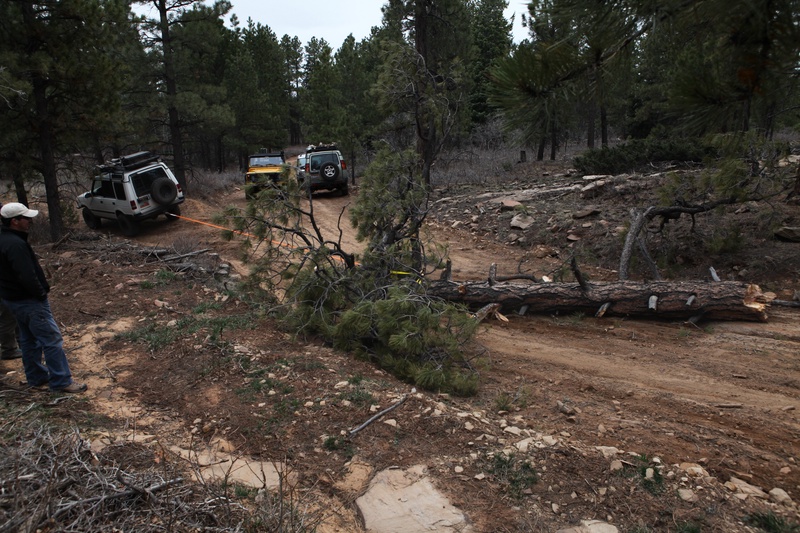 tree-removal_6940209212_o